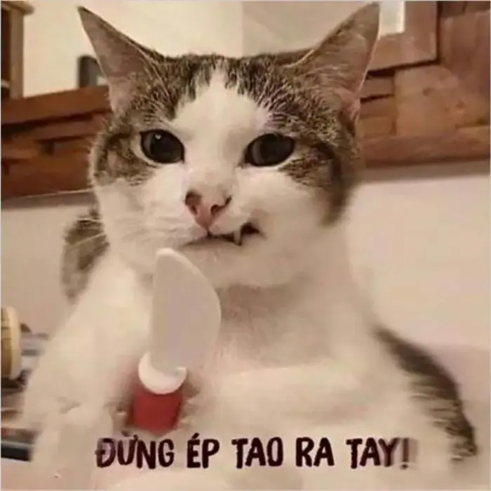 Bộ sưu tập ảnh avatar meme độc đáo gây ấn tượng với bạn bè
