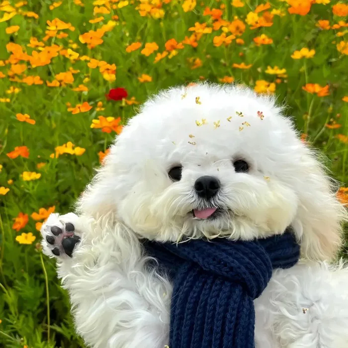 Miễn Phí 88+ Ảnh Avatar Chó Cute Xinh Xỉu, Cưng Hết Nấc