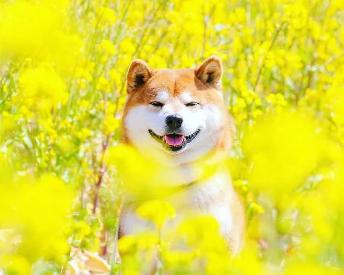 Avatar chó cute, dễ thương