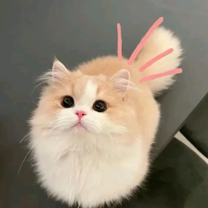 Avatar Cute Cat Siêu Đáng Yêu Dành Cho Fan Của “Hoàng Thượng” - Nâng tầm  bài thuyết trình với Hình Nền Powerpoint Đẹp!