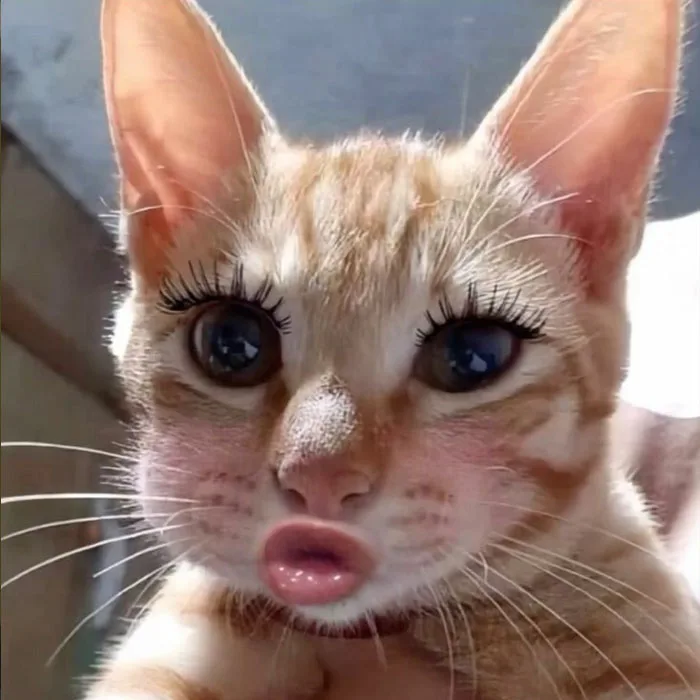 Tổng hợp 100+ avatar meme siêu hài, siêu chất không thể bỏ qua