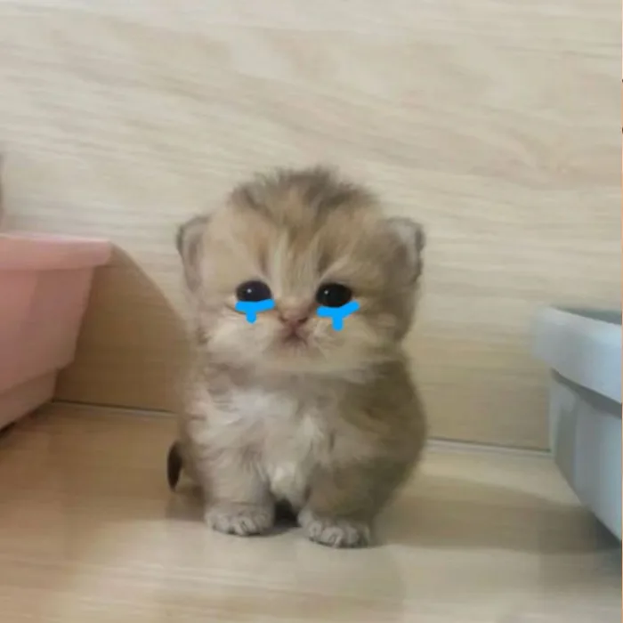 500+ avatar mèo cute, ngầu, hài hước và dễ thương nhất