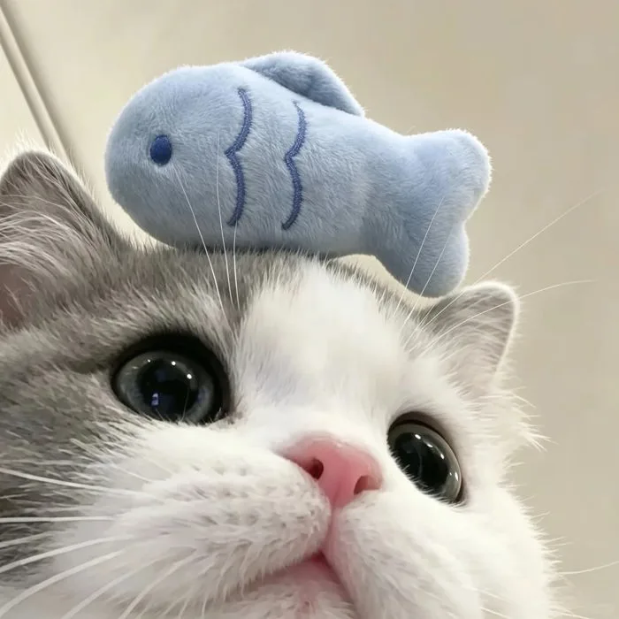 Ảnh Mèo Avatar