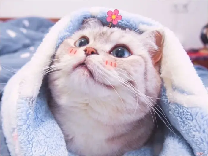 Tải ngay ảnh avatar mèo cute để làm mới profile của bạn
