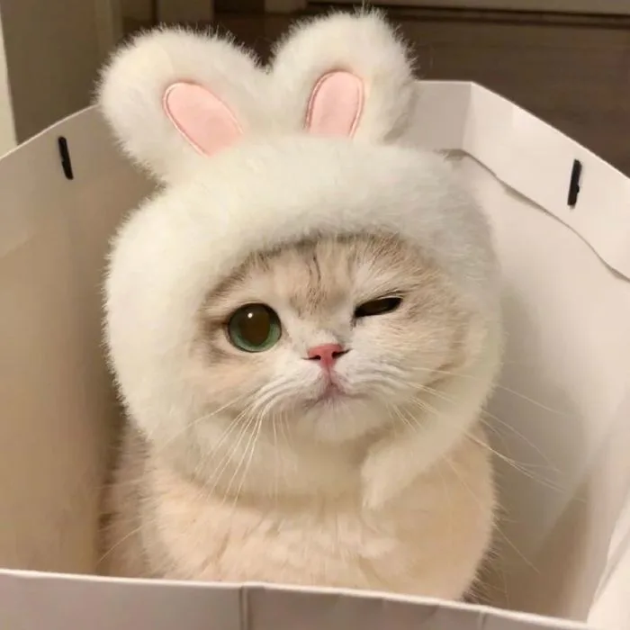 Tổng Hợp Avatar Mèo Cute Khiến Ai Nhìn Cũng Mê Tít - Nâng tầm bài thuyết  trình với Hình Nền Powerpoint Đẹp!