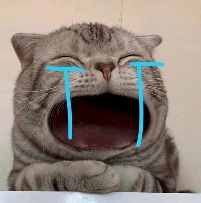 Tổng hợp 1001+ hình ảnh meme mèo cực đáng yêu cho các sen