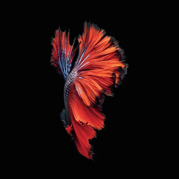 Super AMOLED Wallpapers - Top Free Super AMOLED Backgrounds -  WallpaperAccess