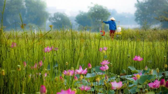 Ảnh bình yên: +99 hình ảnh lang quê Việt Nam đẹp