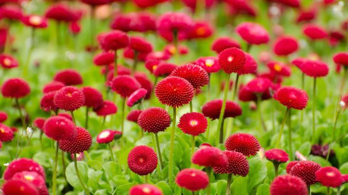 Hình nền bông hoa đẹp mắt và tinh tế