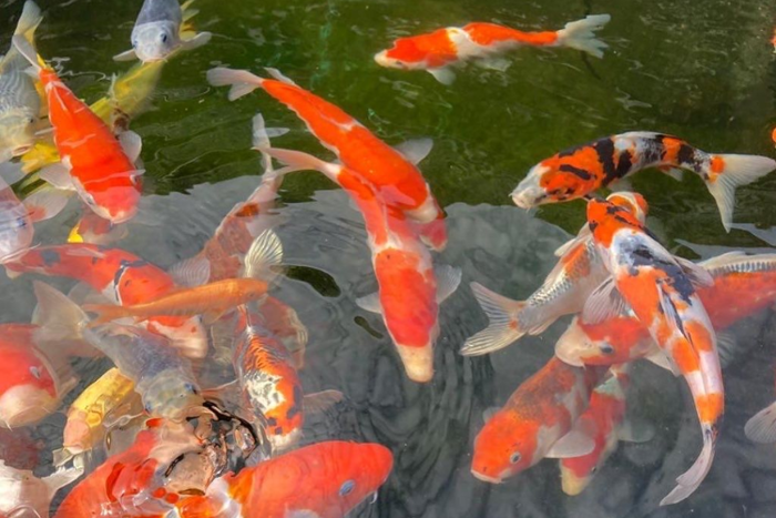 Top hình nền cá koi đẹp, ý nghĩa phong thủy, mang may mắn cho bạn