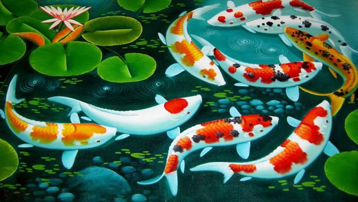 50+ Hình nền cá chép Koi đẹp nhất