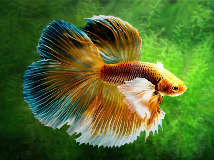 Các hình nền cá Betta đẹp mắt
