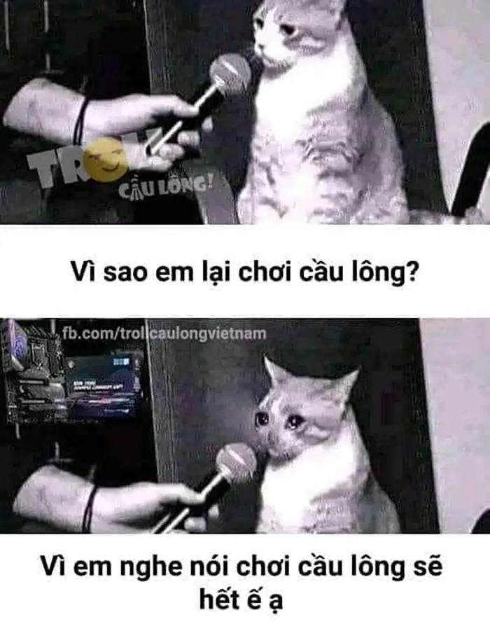 Tổng Hợp 10+ Hình ảnh Meme Cầu Lông Hài Hước Nhất