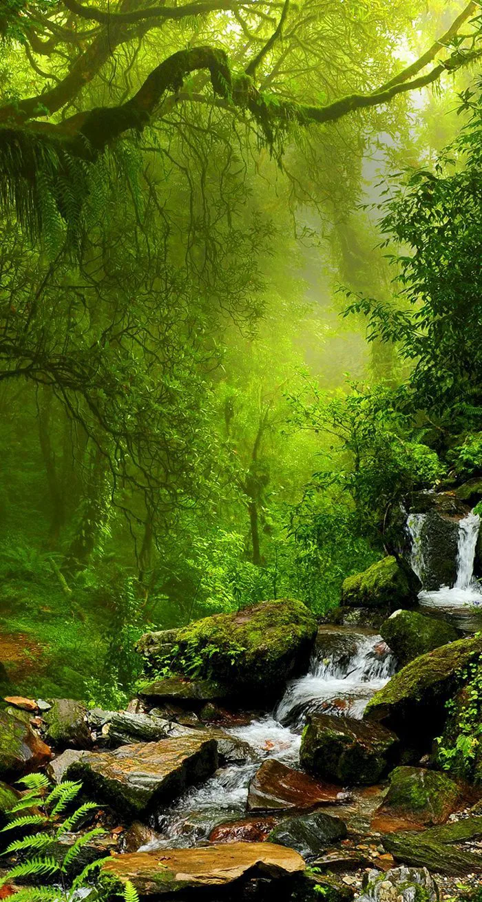 Top 101 hình nền điện thoại cây xanh đẹp nhất
