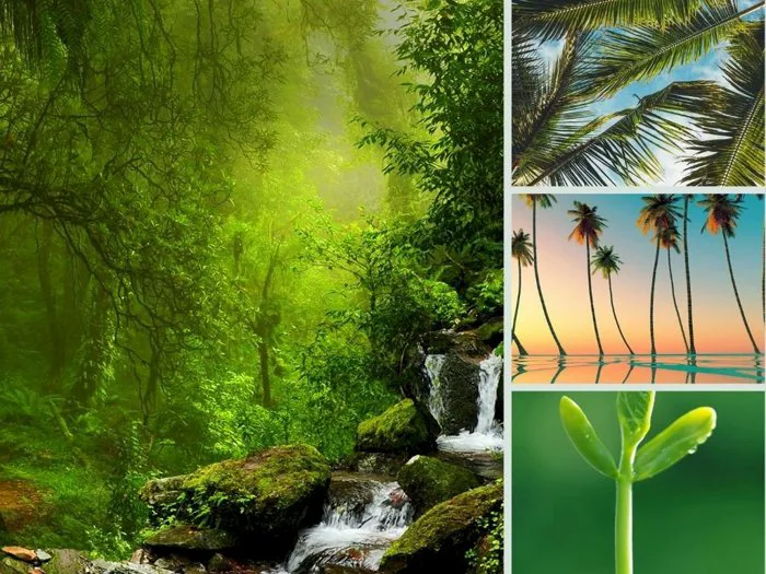 Top 101 hình nền điện thoại cây xanh đẹp nhất