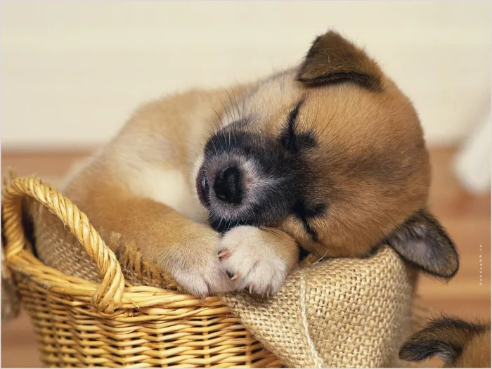 Hình Ảnh Động Vật Dễ Thương Làm Rung Rinh Con Tim
