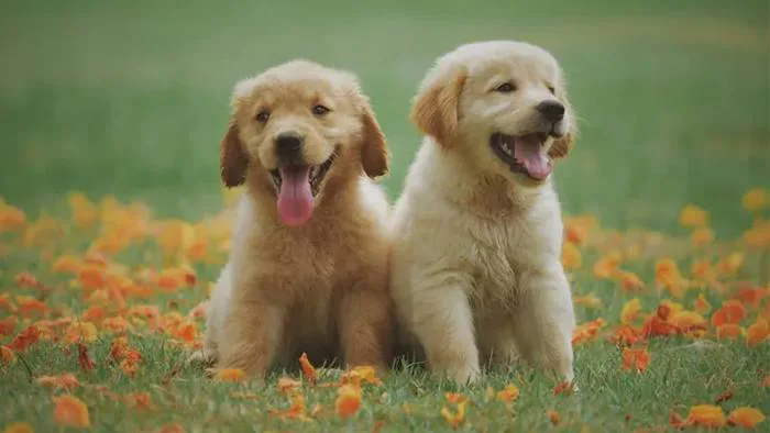 Hình nền máy tính dễ thương: 50 mẫu hình nền cute, chất lượng