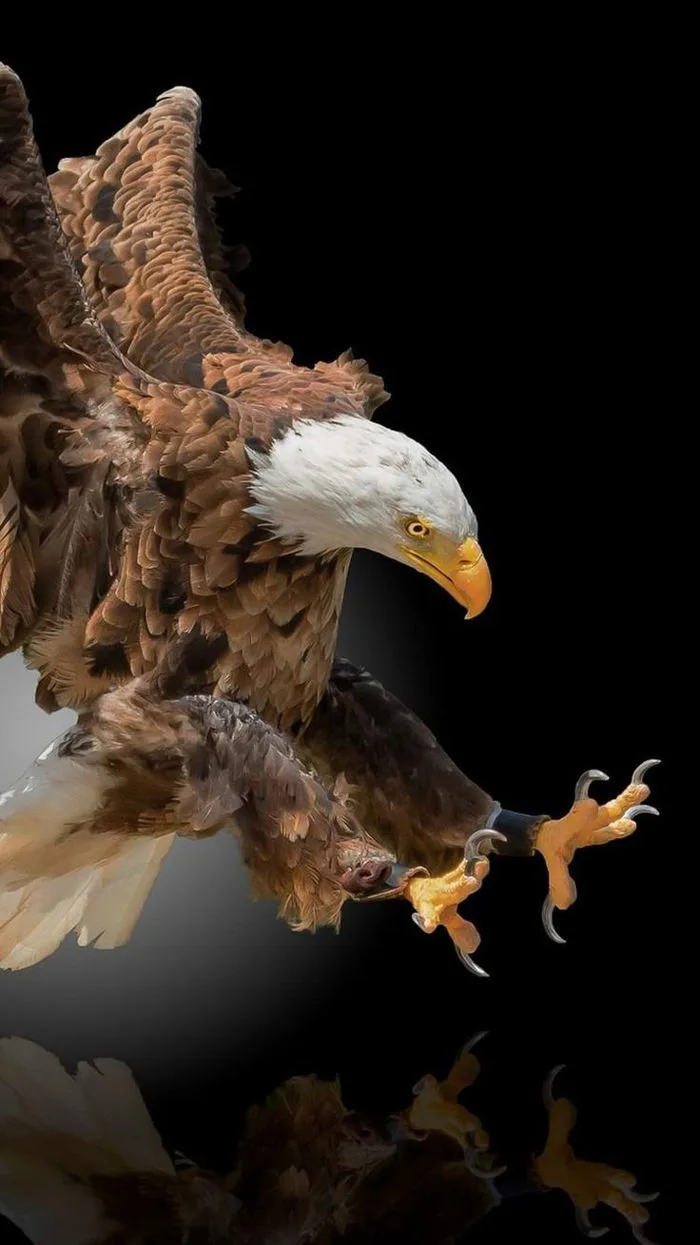 Egal wallpaper hd | Eagle wallpaper hd 1080p, Eagle wallpaper 4k, Dark eagle