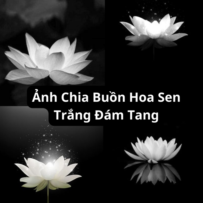 Tải Ảnh Condolence Lotus White Funeral Đẹp, Thành Kính Phân Ưu – Flosa