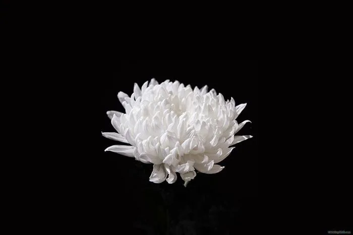 38 ảnh buồn đám tang - Ảnh nến, ảnh hoa làm avatar cover