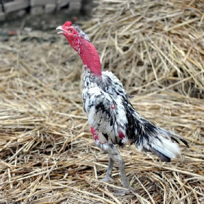 Hình ảnh gà đá, gà chọi đẹp nhất