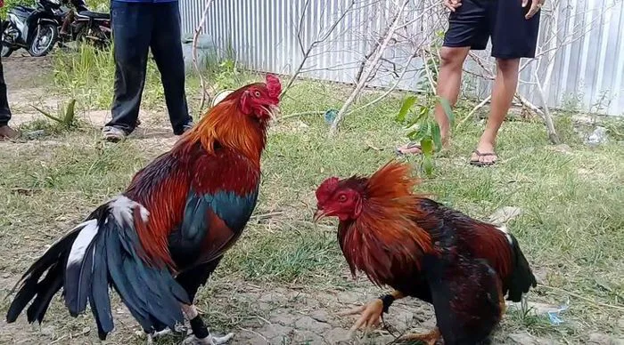 Hình ảnh gà đá, gà chọi đẹp nhất