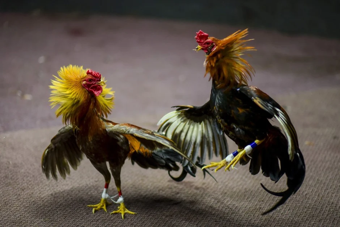 Ảnh đẹp về gà chọi 3D