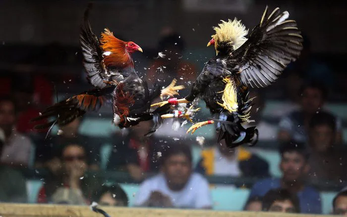 Ảnh đẹp về gà chọi 3D