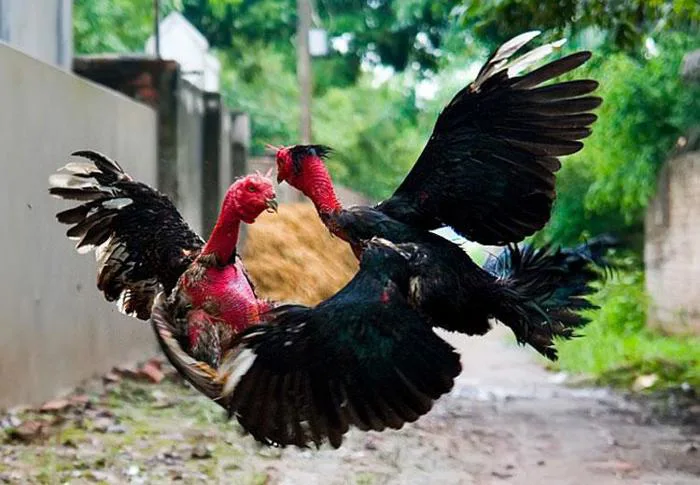 Sự thật về món gà chọi đặc sản trong quán nhậu