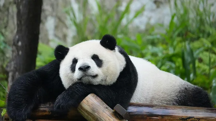 Bộ sưu tập hình nền gấu trúc đáng yêu, chất lượng cao