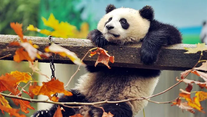 100+ Hình nền, ảnh gấu trúc panda dễ thương cho máy tính, điện thoại
