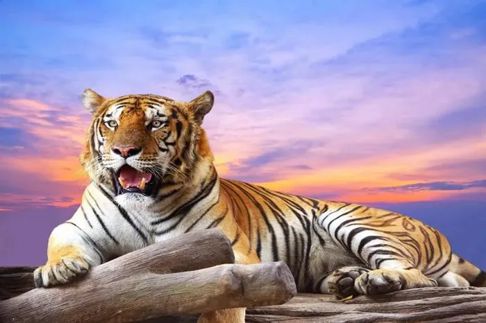 Hổ (Cọp): Toàn tập thông tin về Đặc điểm, Phân loại & Hình ảnh 4K
