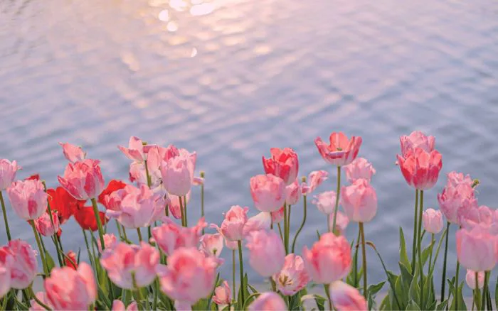 Tổng hợp hình nền hoa tulip đẹp nhất năm 2025