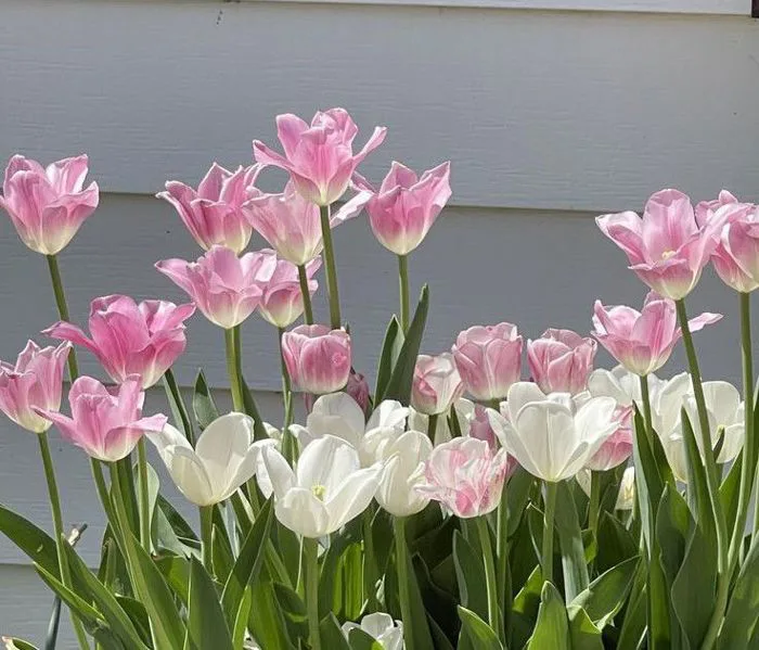 799+ Hình nền hoa tulip full hd 4K chill cute đẹp nhất miễn phí