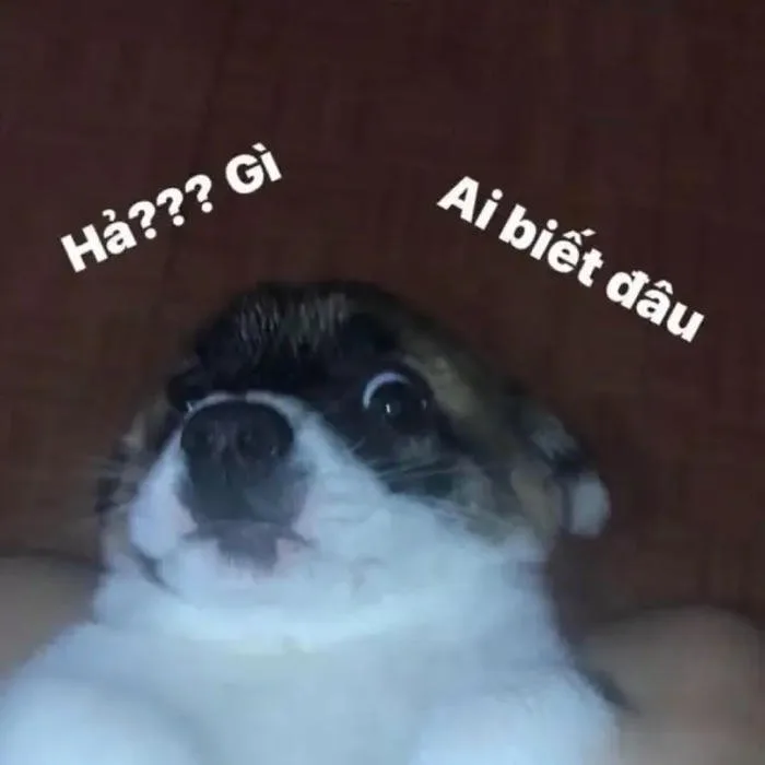 Bộ 166+ Ai Biết Gì Đâu Meme Cực Lầy Khiến Bạn Cười Té Ghế