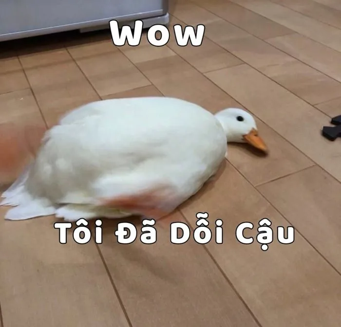hả gì ai biết gì đâu
