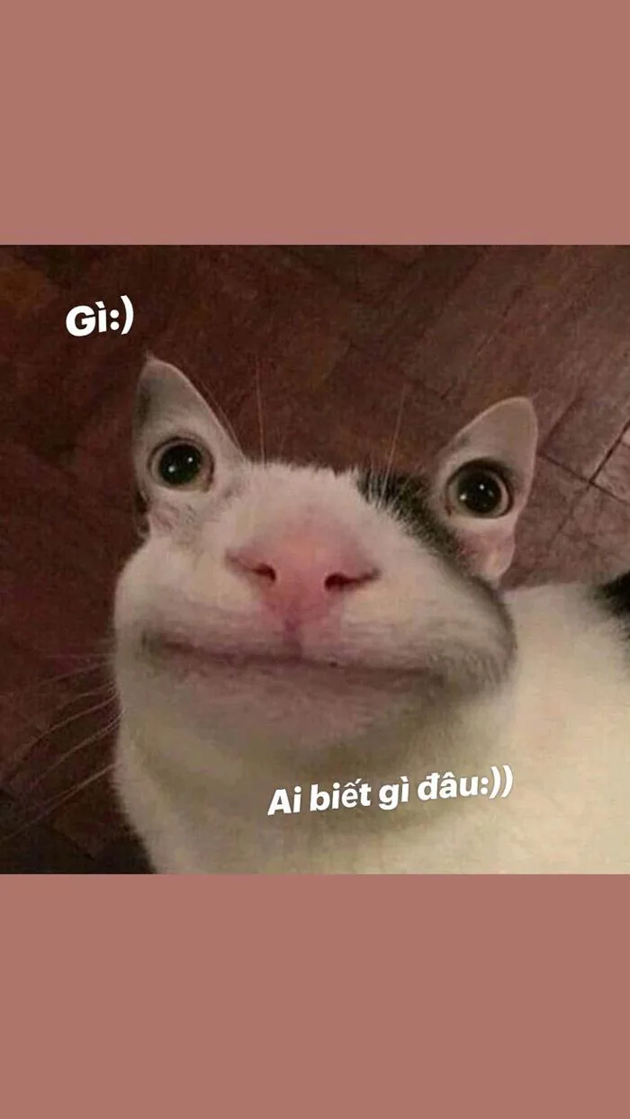 Gì:) Ai biết gì đâu:))