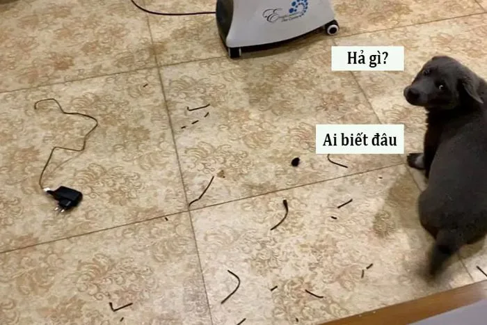 Hả gì ai biết đâu