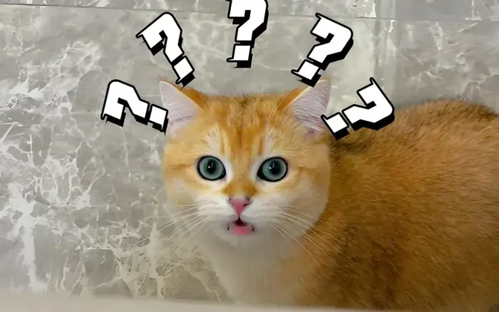 Bộ 166+ Ai Biết Gì Đâu Meme Cực Lầy Khiến Bạn Cười Té Ghế