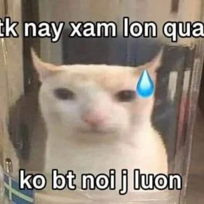 Bộ 166+ Ai Biết Gì Đâu Meme Cực Lầy Khiến Bạn Cười Té Ghế