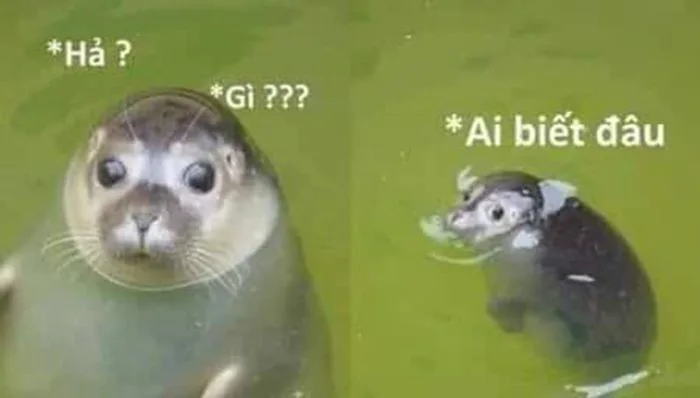 Meme 'Ai biết gì đâu' với sự hài hước khó đỡ