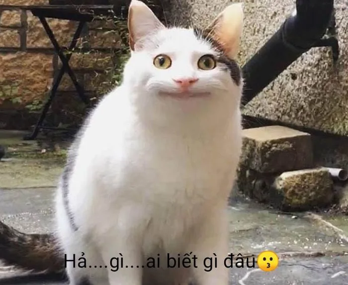 Meme 'Ai biết gì đâu' với sự hài hước khó đỡ