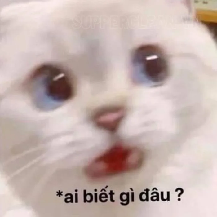 Bỏ túi 30 hình ảnh “ai biết gì đâu meme” SIÊU ĐÁNG YÊU | Yody