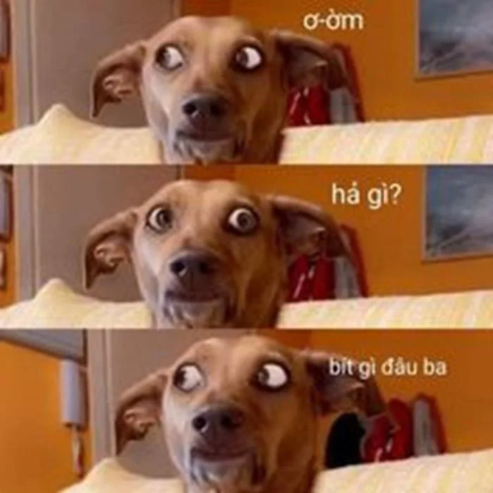 Meme 'Ai biết gì đâu' với sự hài hước khó đỡ