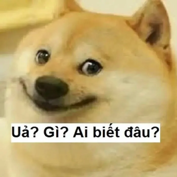 Bộ 166+ Ai Biết Gì Đâu Meme Cực Lầy Khiến Bạn Cười Té Ghế