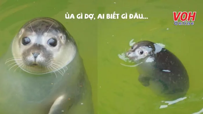 Ủa gì dợ” là gì? Cụm từ 