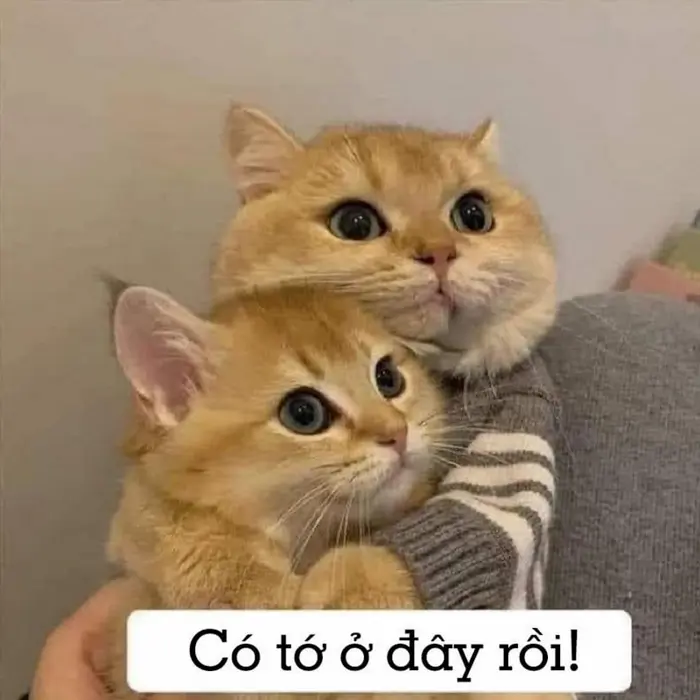 Meme An Ủi: Liều Thuốc Tinh Thần Giúp Bạn Vượt Qua Khó Khăn - anhdep360.com