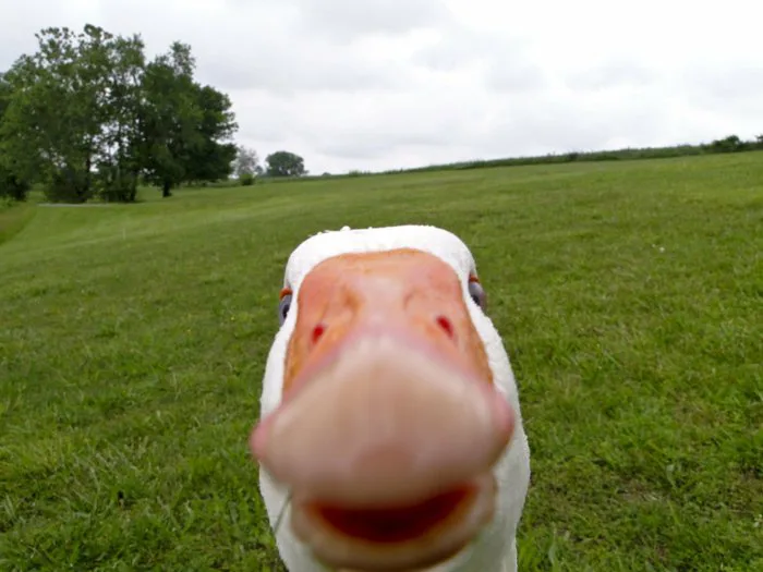 Meme Wallpapers and Backgrounds: Free HD Download [80+]