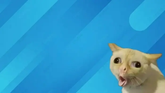 BST 200+ Hình Nền Meme vừa hài vừa cute cho cả điện thoại và máy tính laptop BST 200+ Hình Nền Meme vừa hài vừa cute cho cả điện thoại và máy tính laptop