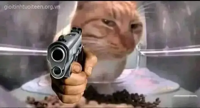 BST 48 ảnh Meme Mèo Cầm Súng, Chỉa Súng Vào Màn Hình hài hước troll bạn bè